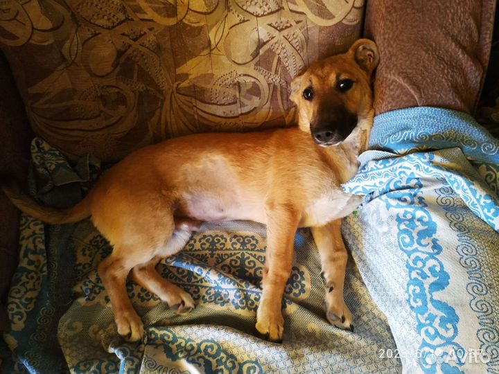 Пес Рыжик в добрые руки