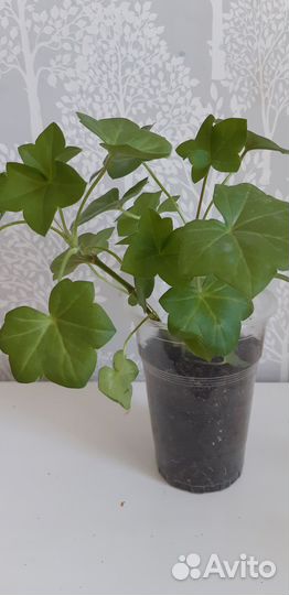 Пеларгонии Richard Hodgson и Pink chart