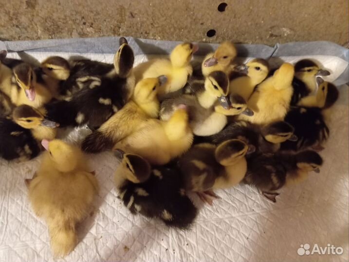 Утята мускусной утки, индоутка