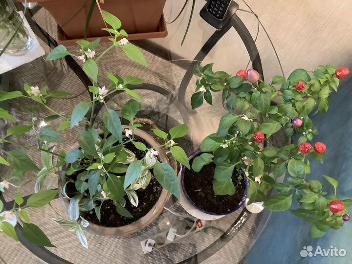 Декоративнй комнатный перчик