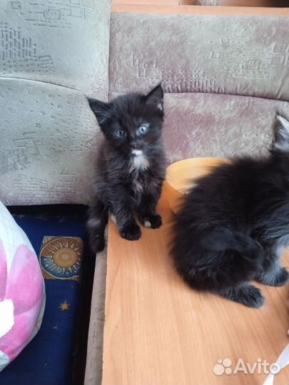 Кошки в добрые руки