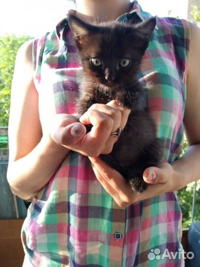 Котята отдам бесплатно