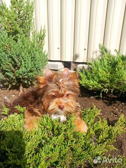 Мальчик шоколад с подпалом