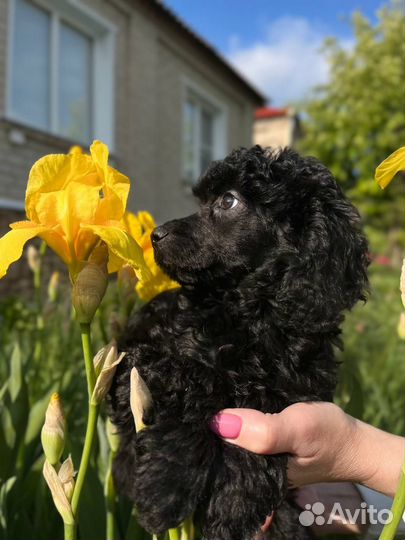 Малый пудель