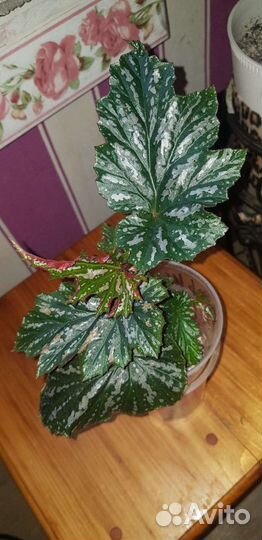 Филодендрон, кейн-бегонии, каланхое, крассула