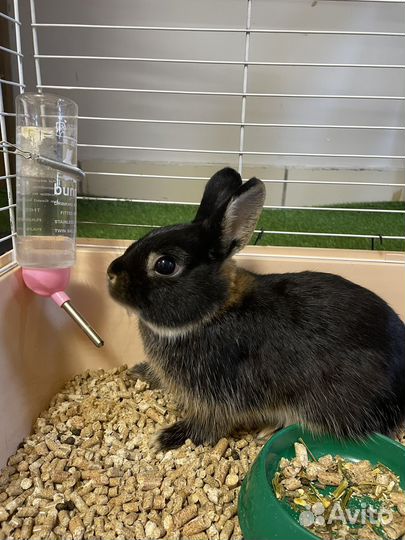 Кролик случка