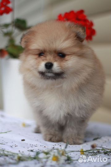 Шпицы соболиные. Мальчики. Девочки