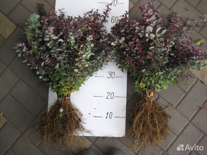 Сеянцы барбариса Тунберга пурпурного