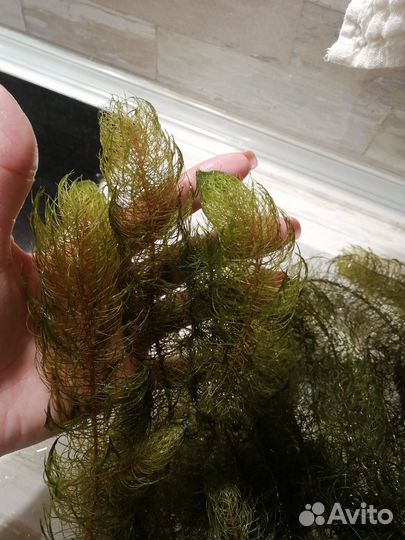 Аквариумные растения