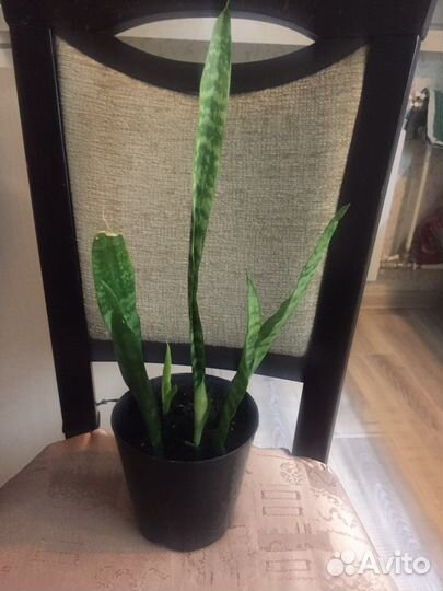 Стапелия, сансевьерия, герань, оксалис и др