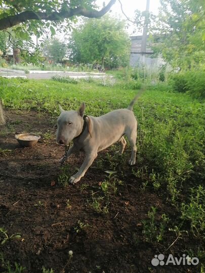 Стандартный бультерьер