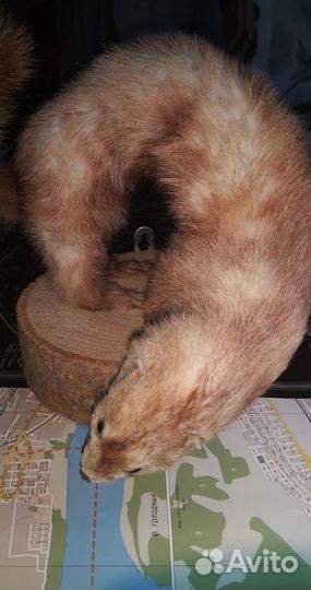 Чучело Норки