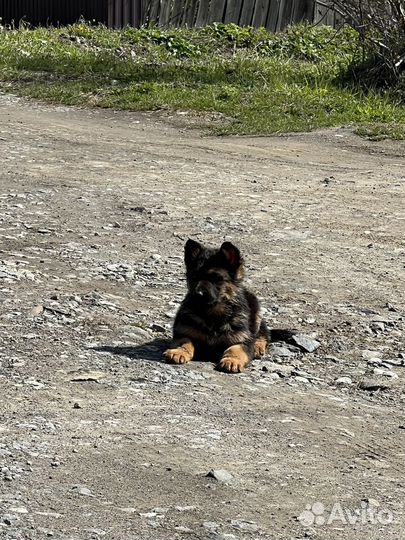 Щенки немецкой овчарки
