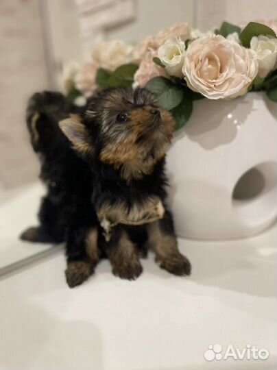 Йоркширский терьер щенки мини и стандарт