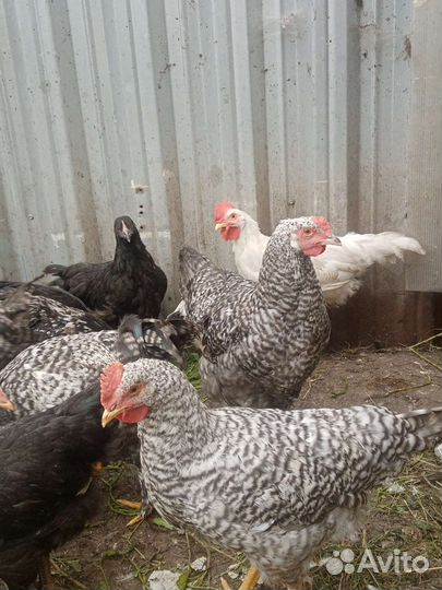 Куры молодки