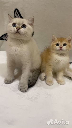 Британские котята