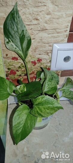 Сциндапсус марбл квин, хойя, филодендро