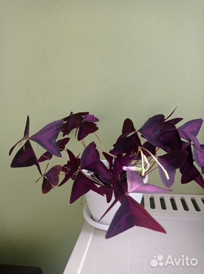 Кислица (оксалис)