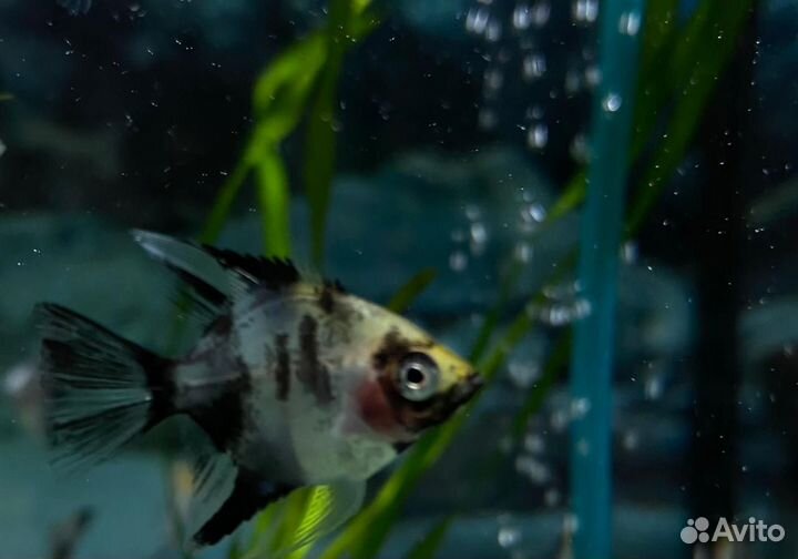Аквариумные рыбки в ассортименте (новинка)