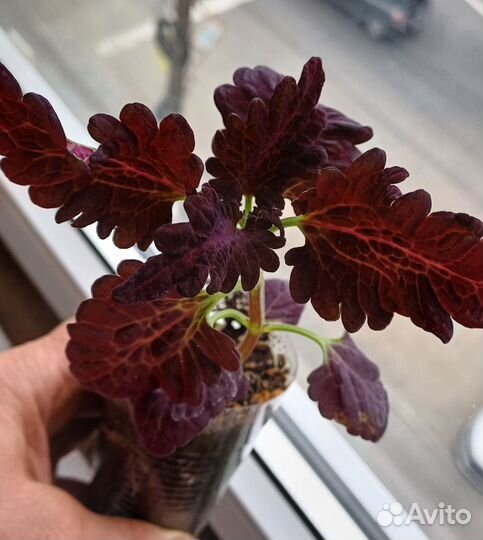 Колеусы вегетативные