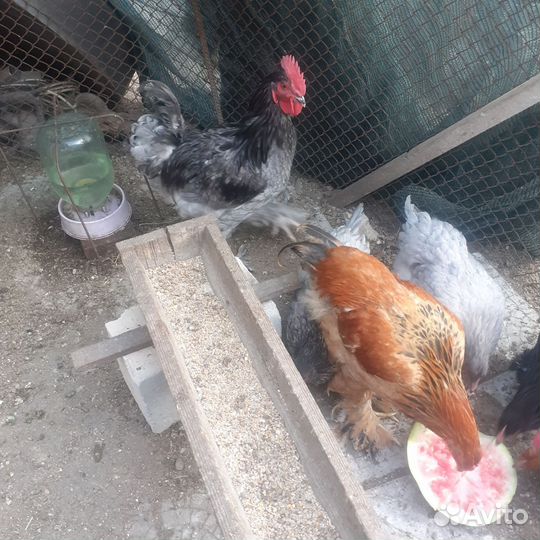 Куры и петушки