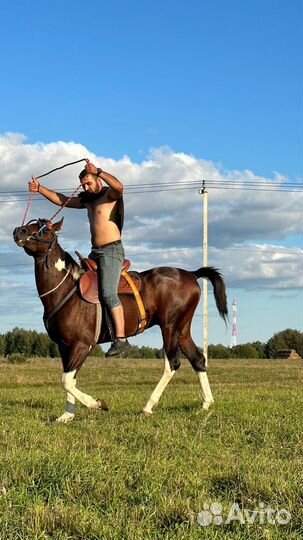 Продам лошадь жеребца