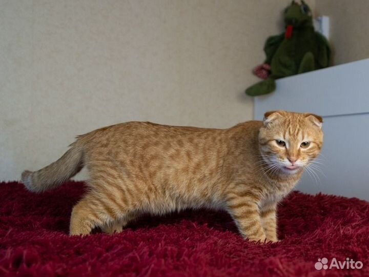 Вислоухий котик 7 мес метис Скоттиш