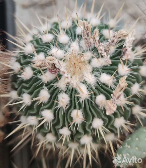 Стенокактус мультикостатус. Семена и растения