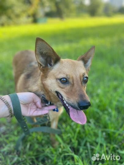 Собачка в поиске дома