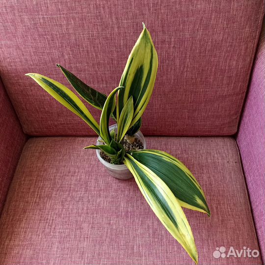 Сансивьерия 