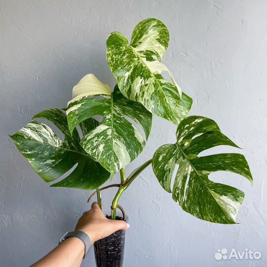 Монстера альба