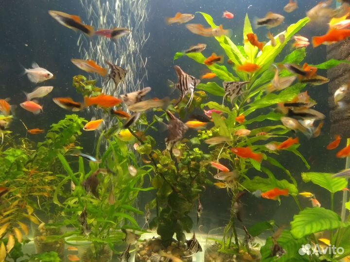 Рыбки Тернеции Неоны Барбусы Скалярии