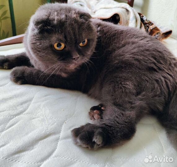 Британский Кот бесплатно