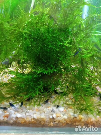 Креветки синие, сомики анциструсы