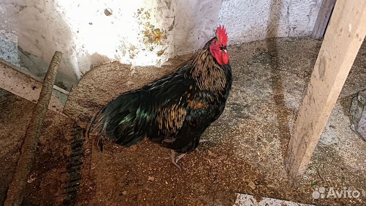 Молодые петухи