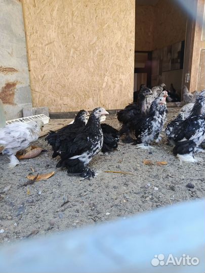 Петушки Карликовый кохинхин подростки