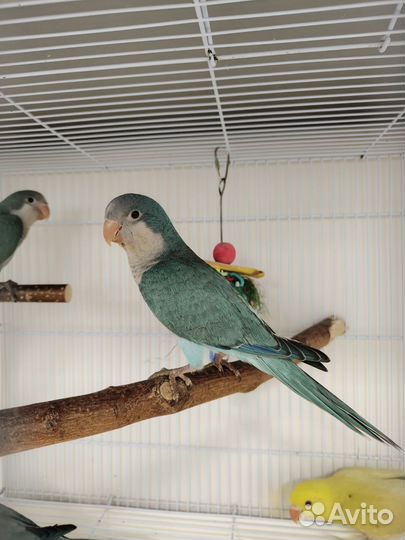 Попугай монах ручные выкормыши