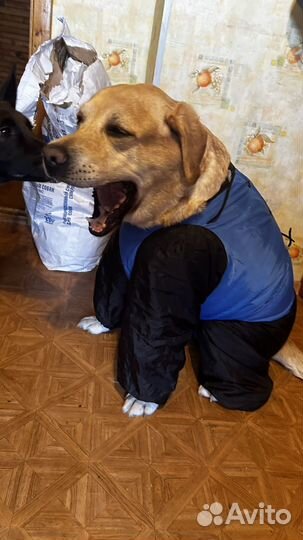 Комбинезон для собаки