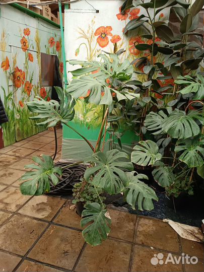 Монстера деликатесная Тауэр