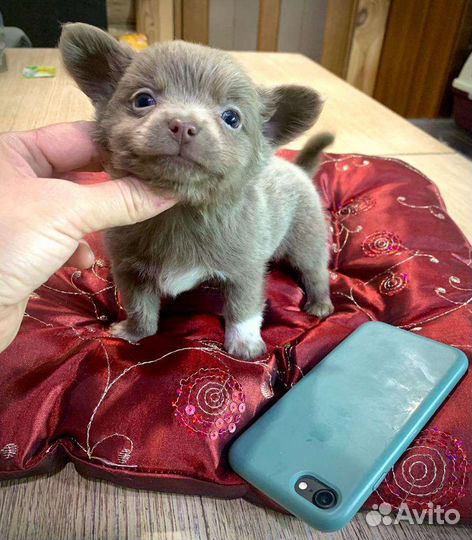 Чихуахуа мини Лиловый Пупс