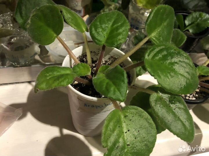 Фиалка Arapahoe