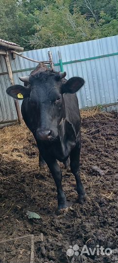 Стельная телка