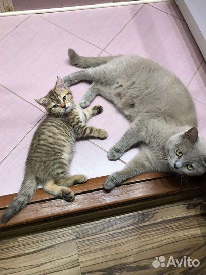 Шотландская