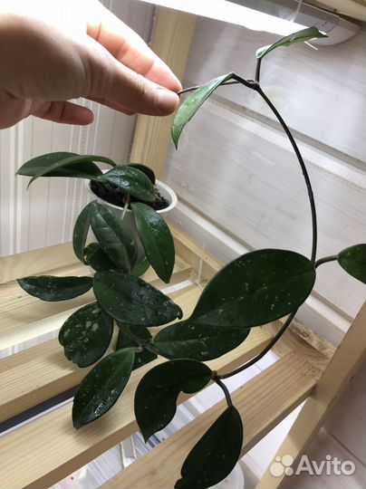 Хойя карноза, лакуноза