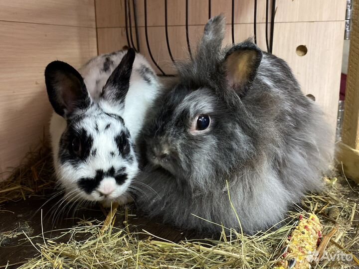 Кролики с клеткой