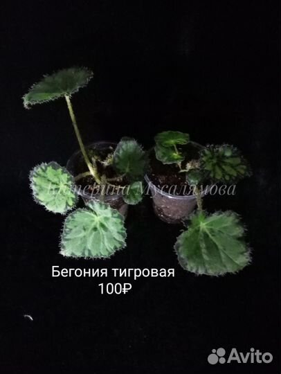 Декоративные бегонии