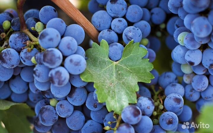 Саженцы виноград Изабелла