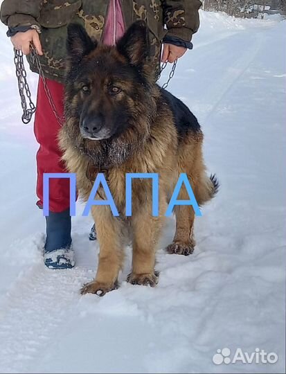 Немецкая овчарка