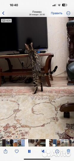 Бенгальская кошка