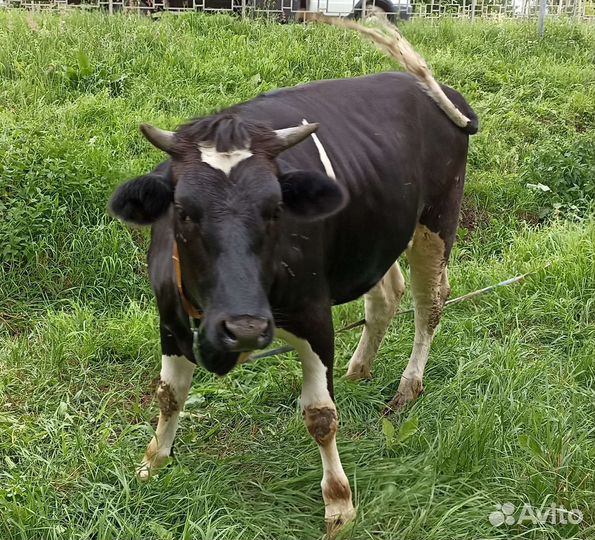 Корова тёлка